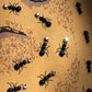 TINY BEINGS T-SHIRT