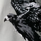 RAVEN T-SHIRT